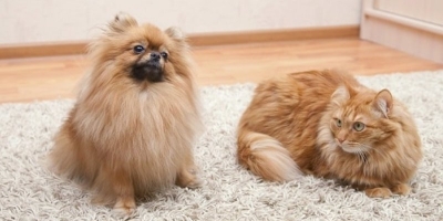 Как почистить ковер от шерсти домашних животных