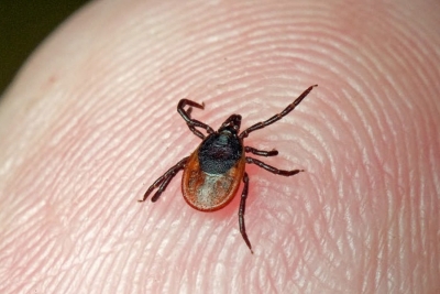 Что делать, если укусил клещ