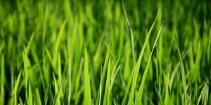 Как удалить пятна от травяного сока