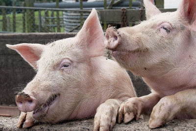 Первый селекционно-генетический